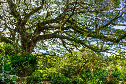 Huge wild zamana tree in tropical forest  jungle  Martinique 