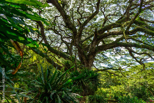 Huge wild zamana tree in tropical forest, jungle, Martinique 