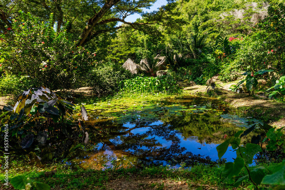 River in tropical forest during summer, Martinique River in tropical forest during summer, Martinique