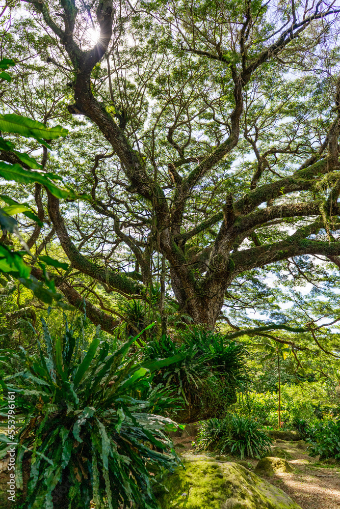 Fototapeta premium Huge zamana tree in tropical forest, Martinique