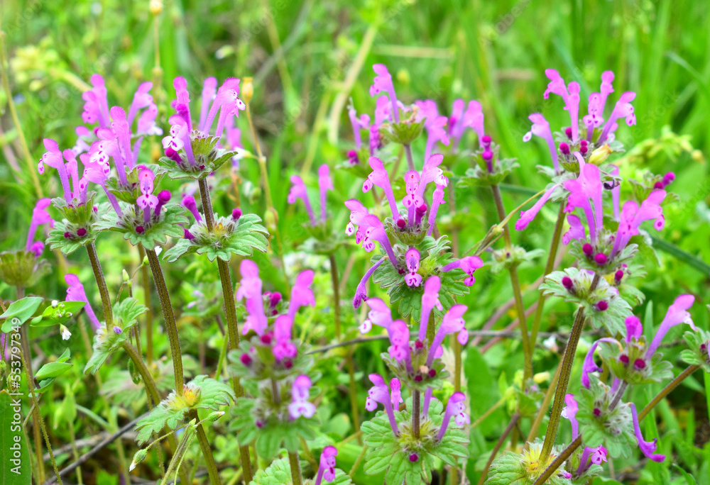 Lamium amplexicaule, commonly known as henbit dead-nettle, common henbit, or greater henbit. Selective focus.
