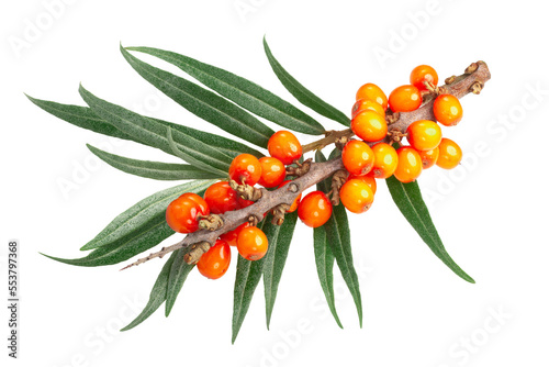 Sea buckthorn (Hippophae rhamnoides), branch with berries and leaves, isolated png