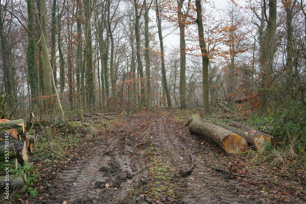 Wald mit gefällten Bäumen im Herbst