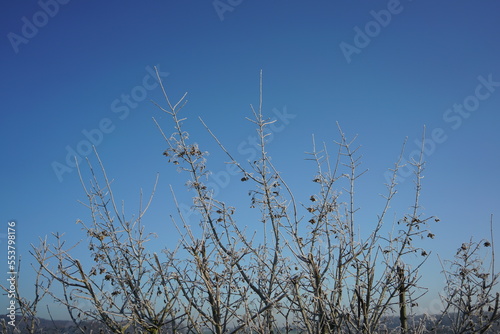 Strauch im Herbst vor blauem Himmel