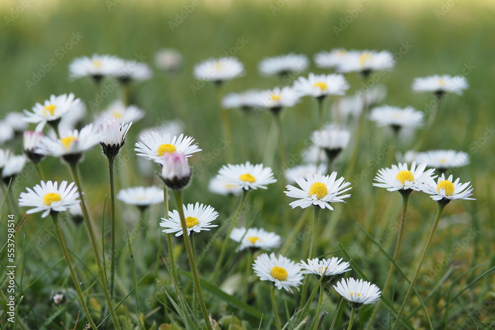 Gänseblümchen auf grüner Wiese Gänseblümchen auf grüner Wiese
