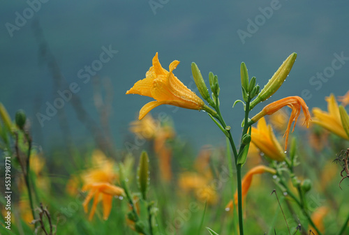 yellow flower photo