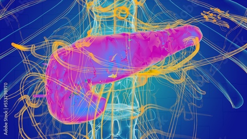 Fotografía Pancreas anatomy for medical concept 3D rendering