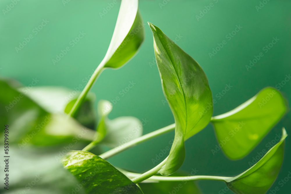 Pflanzen Detail vor grünem Hintergrund