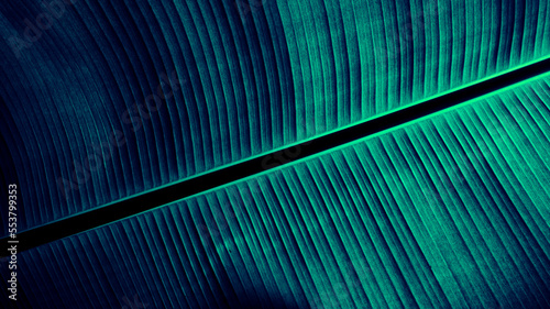 blue banana leaf texture background
