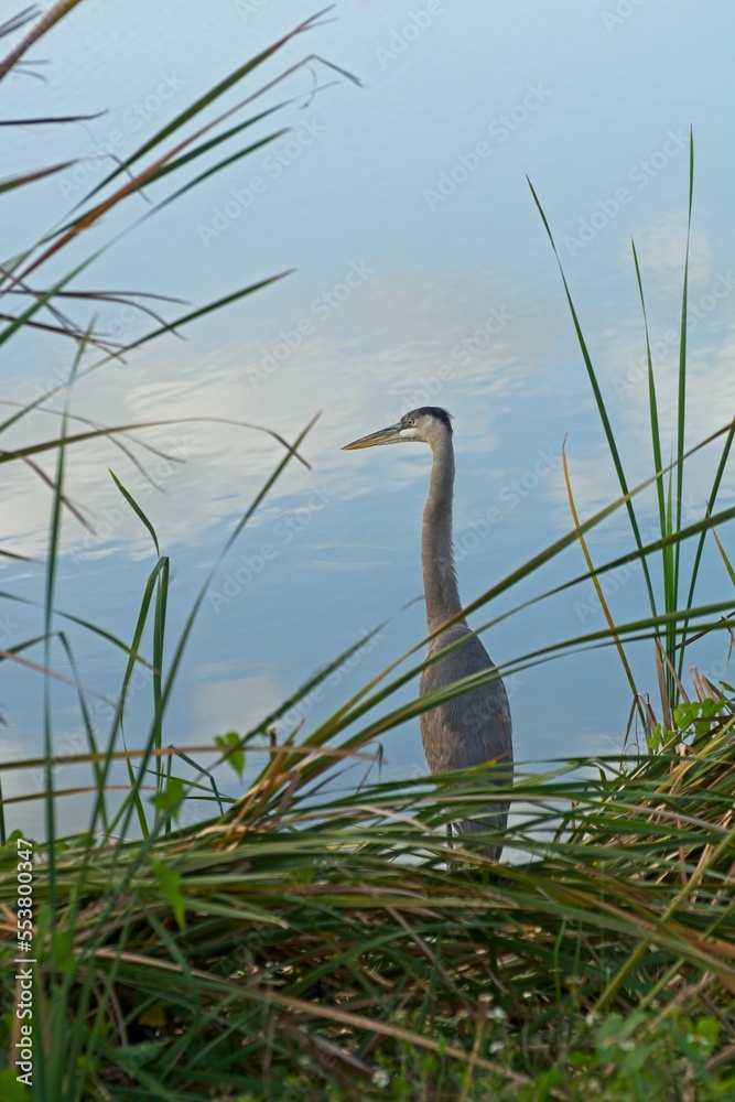 Great blue heron standing tall at water’s edge Great blue heron standing tall at water’s edge