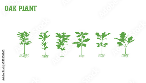 oak plants set 