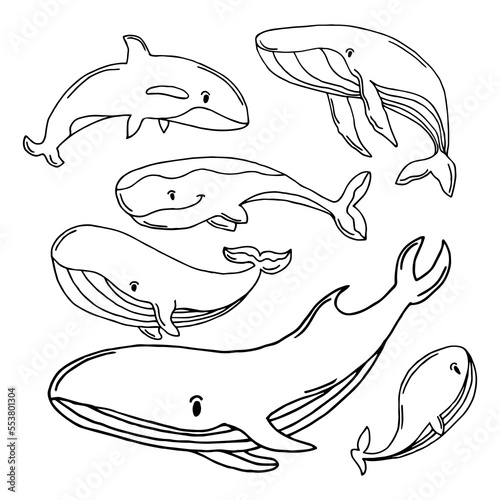 Collection of graphic humpback whales isolated on white background. Giant sea and ocean creatures. Coloring book page design for adults and kids