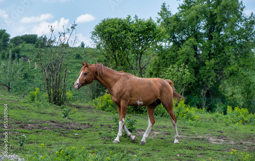 horses in the farm © Александр Ульман