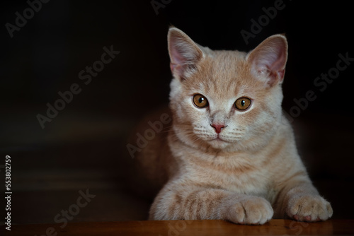 a beautiful domestic peach-colored British cat lies on the threshold of the room, close-up portrait of a pet © Ольга Рязанцева