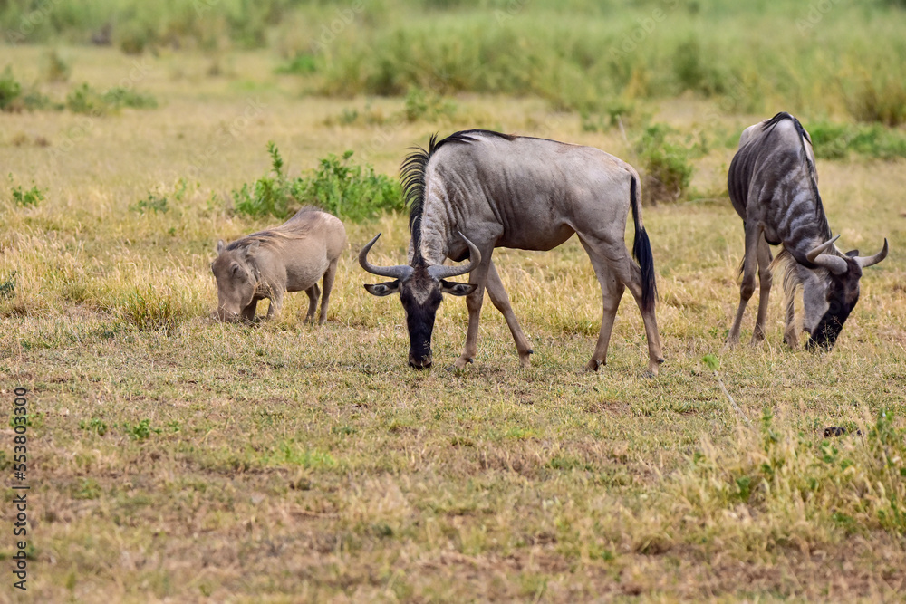 The Wildebeest and wild boar warthog Pumbaa in the African savannah. National park in Kenya.