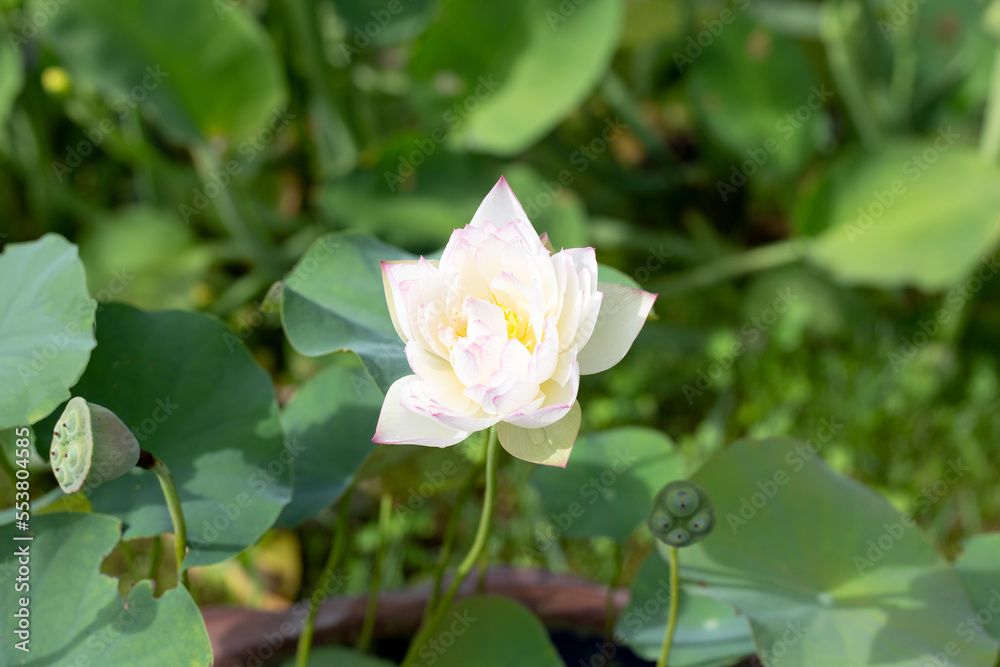 Pink lotus flower blooming in pond with green leaves Pink lotus flower blooming in pond with green leaves