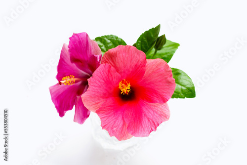 Hibiscus flower on white background.