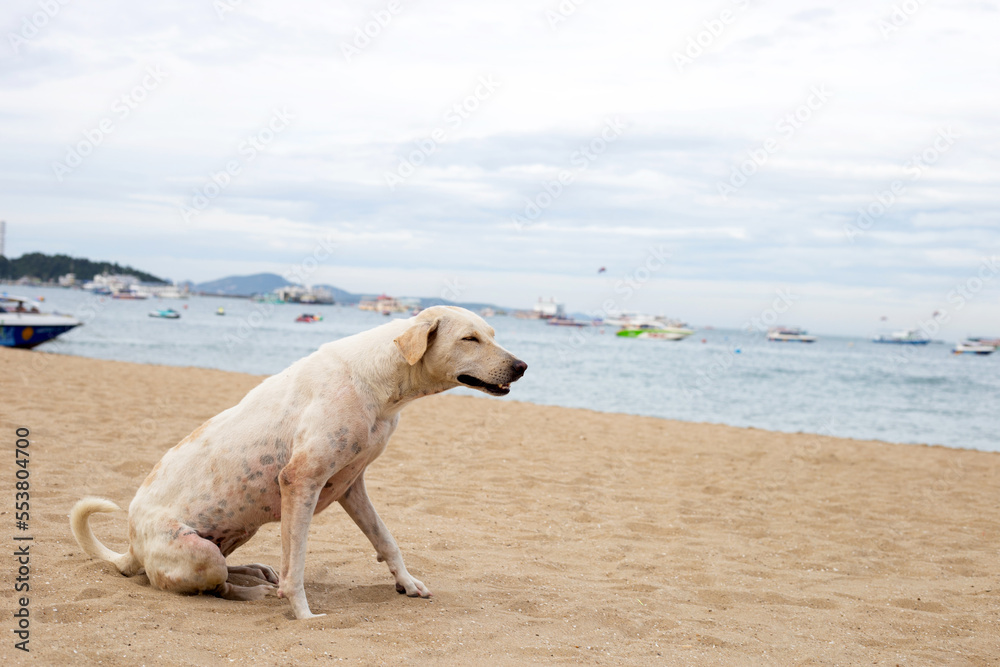A dog relaxing on the beach. summer concept A dog relaxing on the beach. summer concept