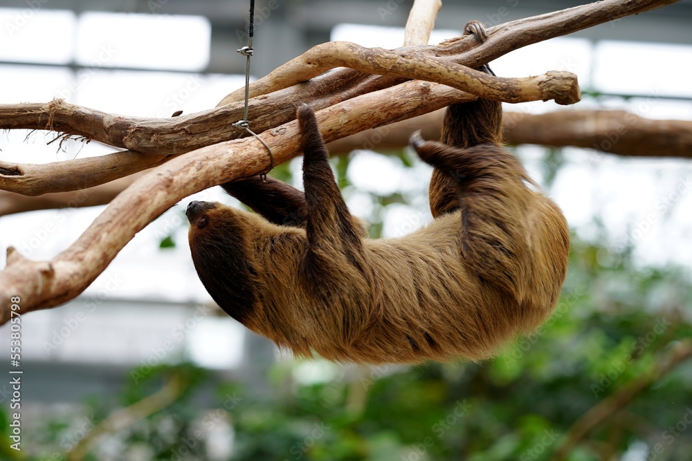 Fototapeta premium 木に捕まって元気に動き回るナマケモノ