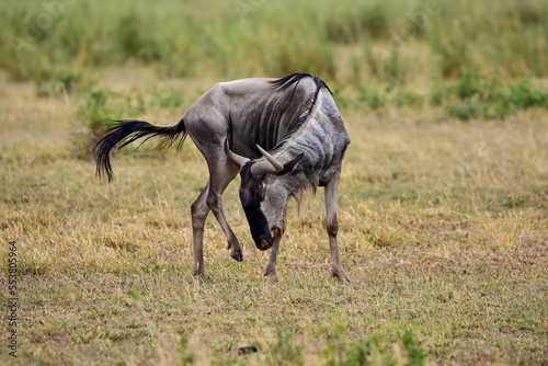 The Wildebeest in the African savanna. National park in Kenya.