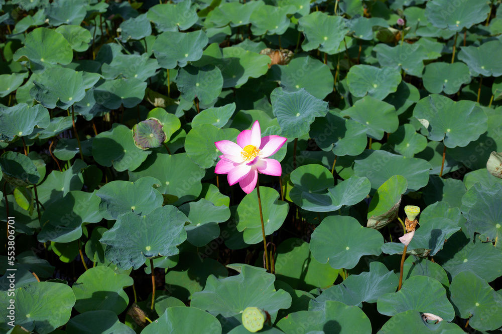 Pink lotus flower blooming in pond with green leaves Pink lotus flower blooming in pond with green leaves