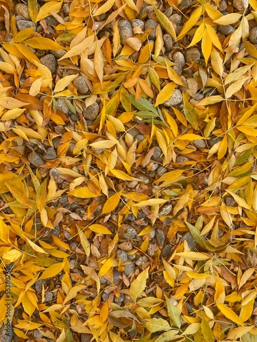 Yellow Leaves flat lay with pebbles in mid autumn 1