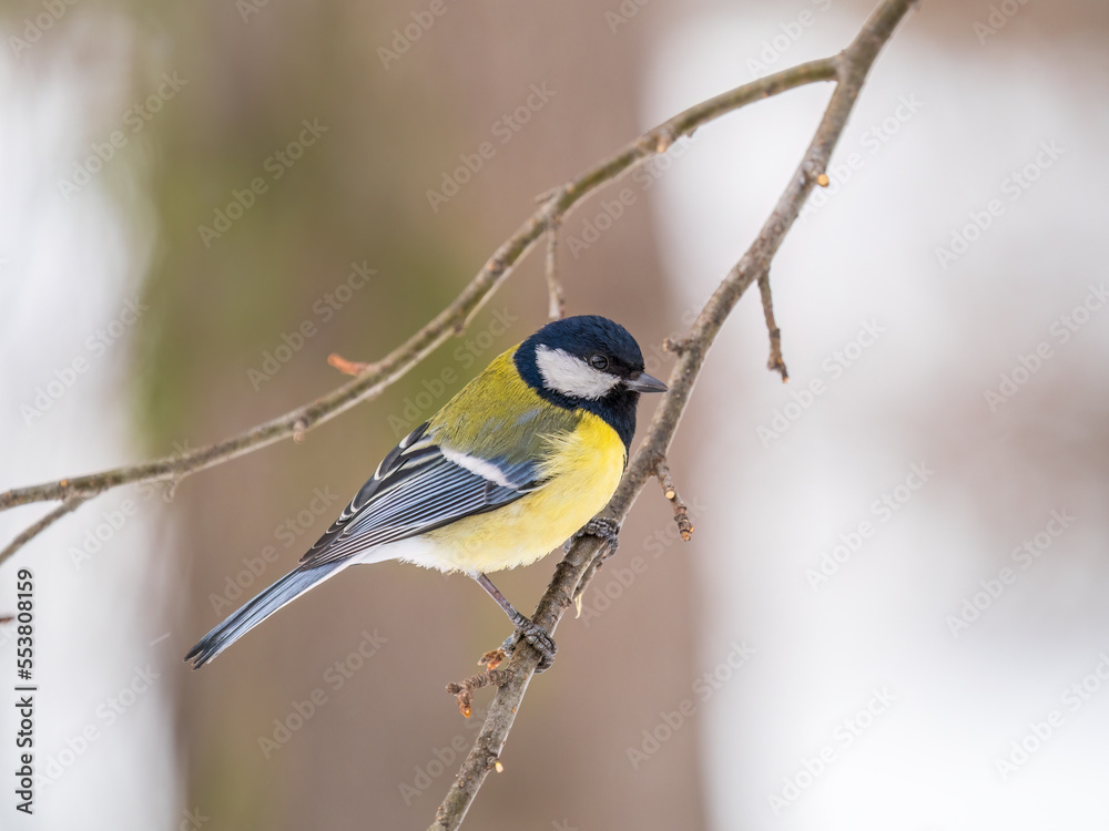 Cute bird Great tit, songbird sitting on a branch without leaves in the autumn or winter.