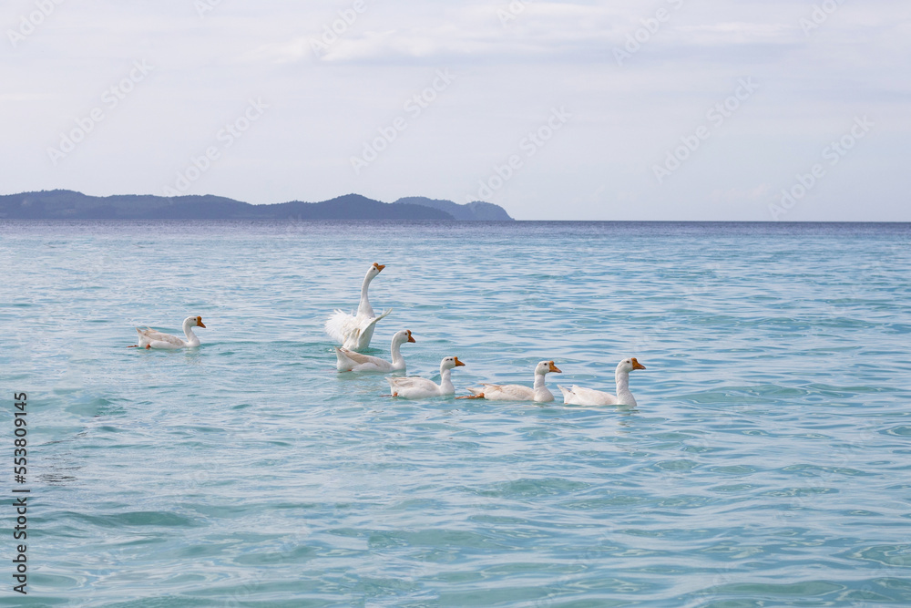 White geese swimming in the sea. Tien beach, Koh Larn Pattaya, Thailand