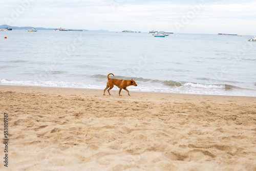 Dog walking on the beach.