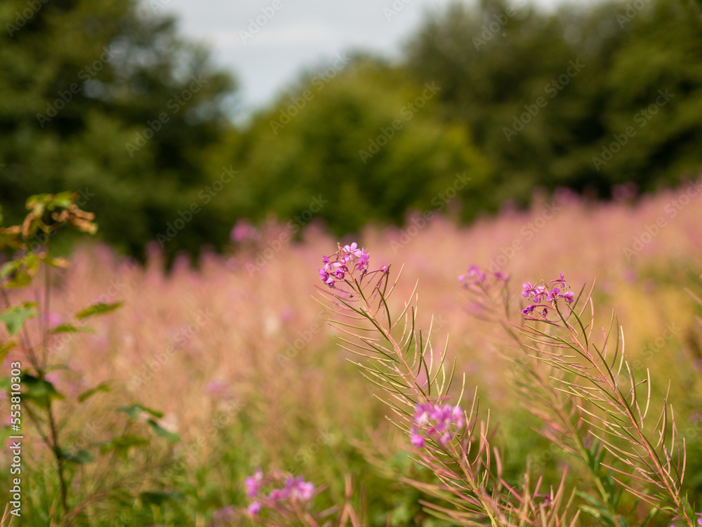 Obraz premium pink flowers in the field