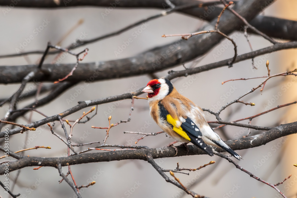 The European goldfinch or simply the goldfinch, Carduelis carduelis, sits on a branch in spring on green background. The European goldfinch in wildlife. The European goldfinch or simply the goldfinch, Carduelis carduelis, sits on a branch in spring on green background. The European goldfinch in wildlife.