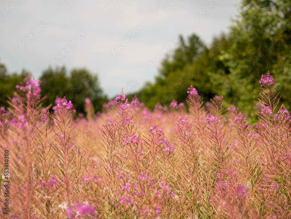 Obraz premium flowers in the field