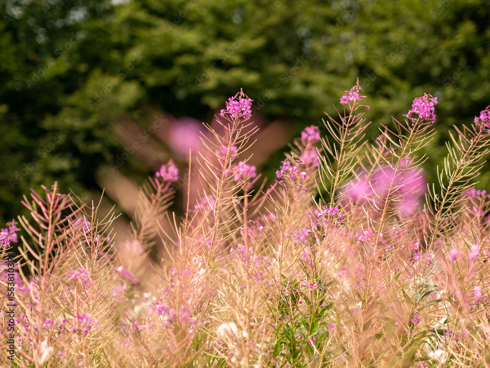 Obraz premium flowers in a field