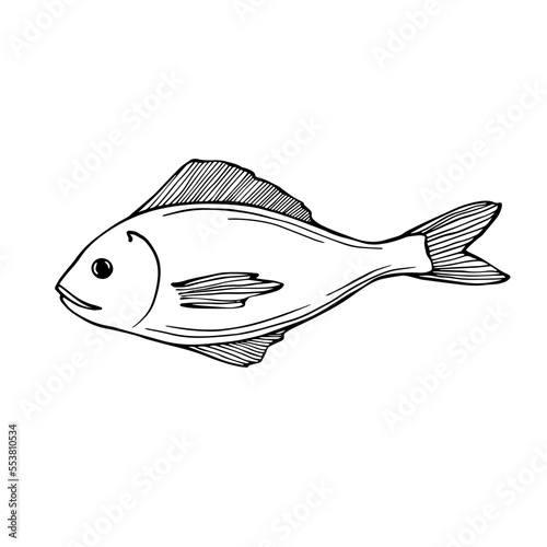 Linear sketch of a fish.Vector graphics.