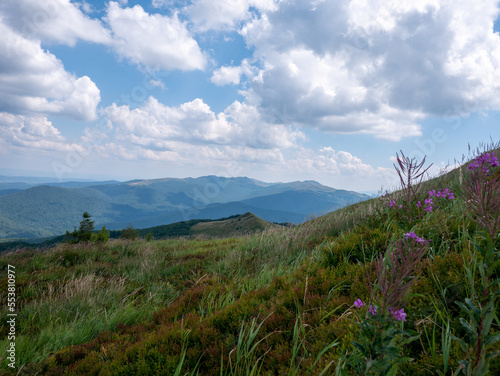 Fototapeta Naklejka Na Ścianę i Meble -  landscape with flowers and cloudy blue sky