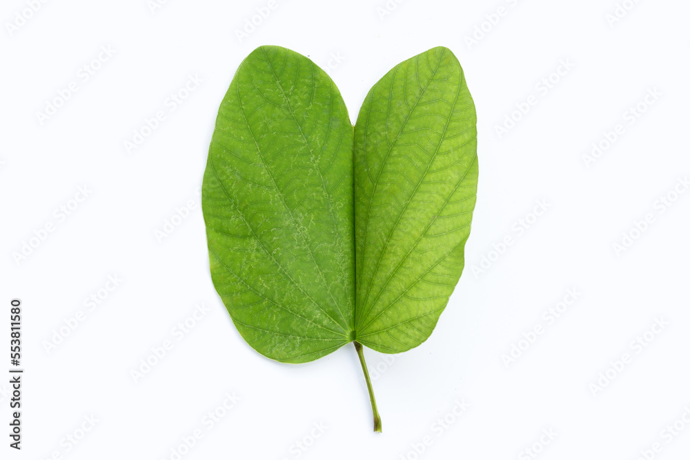 Bauhinia variegata leaves on white background. Bauhinia variegata leaves on white background.