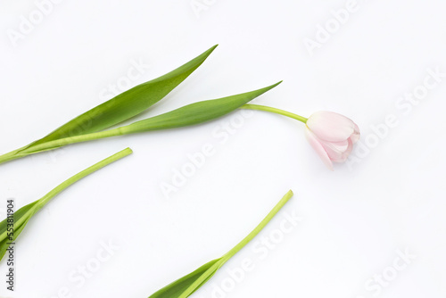 White pink tulips on white background.