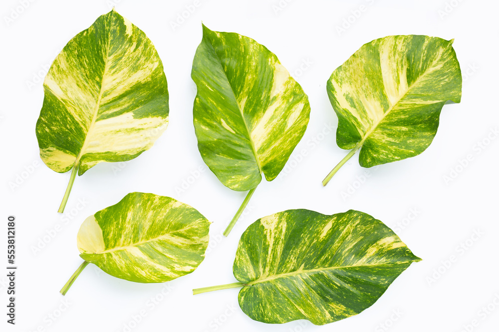 Golden pothos or devil's ivy leaves on white background. Golden pothos or devil's ivy leaves on white background.