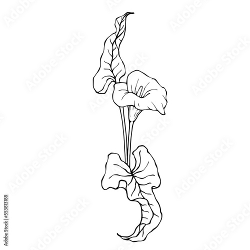 Linear sketch of a calla flower with leaves.Vector graphics.