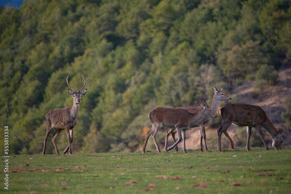 Deer on grassy mountain slope Deer on grassy mountain slope