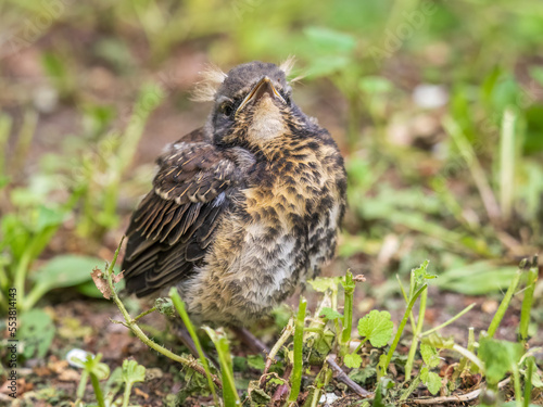 A fieldfare chick, Turdus pilaris, has left the nest and sitting on the spring lawn. A fieldfare chick sits on the ground and waits for food from its parents.