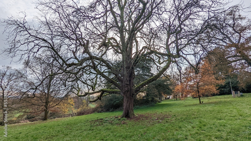 tree in the park