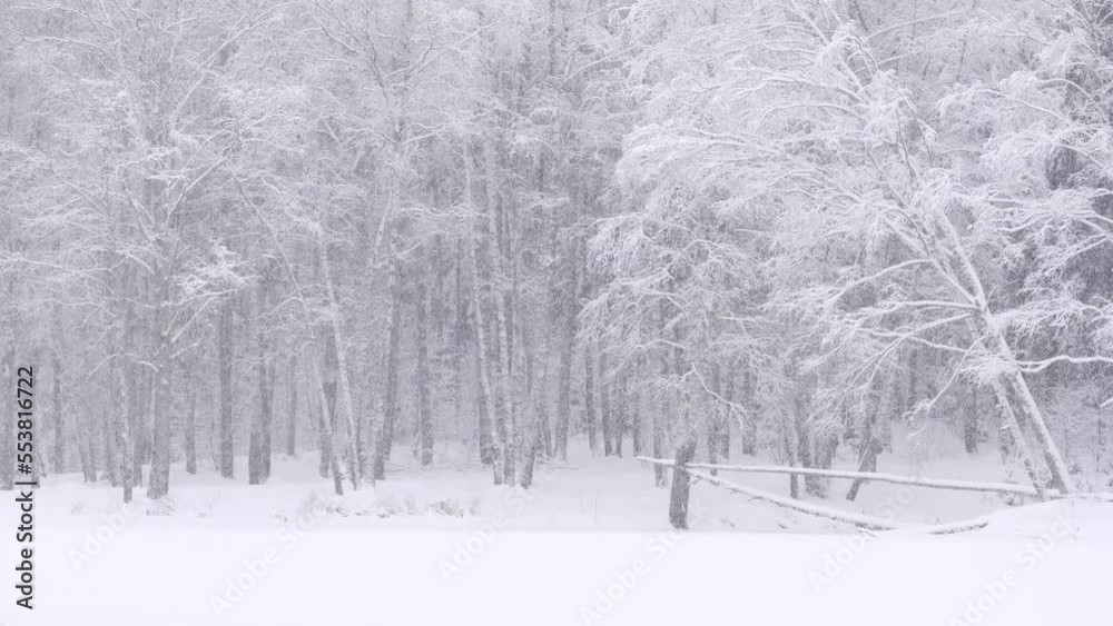 snowfall against the backdrop of a snowy forest on a winter day snowfall against the backdrop of a snowy forest on a winter day