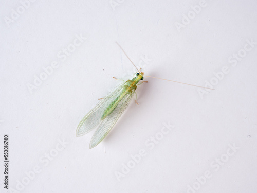 Green Lacewings on a white background. Family Chrysopidae  