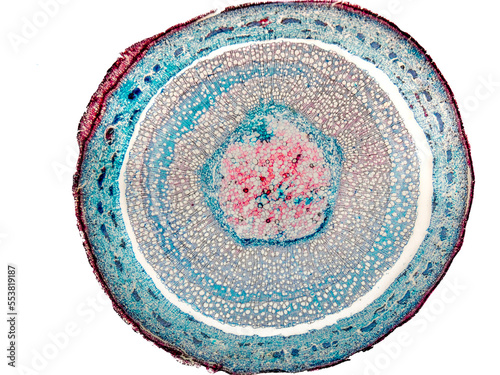 Canvas-taulu tilia stem cross section under the microscope - optical microscope x32 magnifica