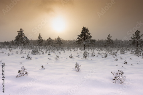 Winter sunrise in the forest.
