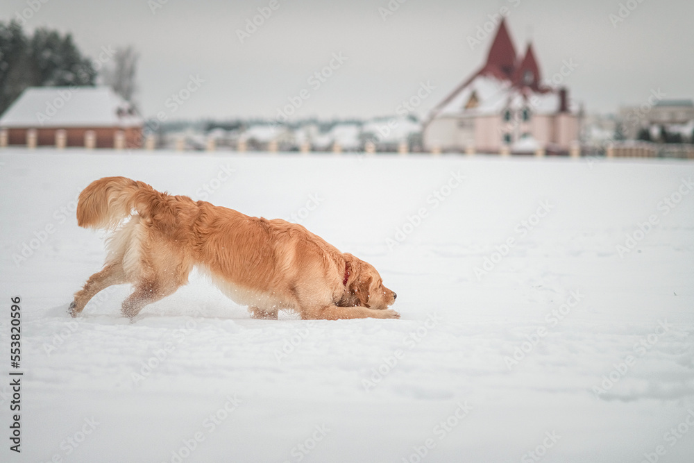 Beautiful purebred golden retriever on a cloudy winter day in the snow. Beautiful purebred golden retriever on a cloudy winter day in the snow.