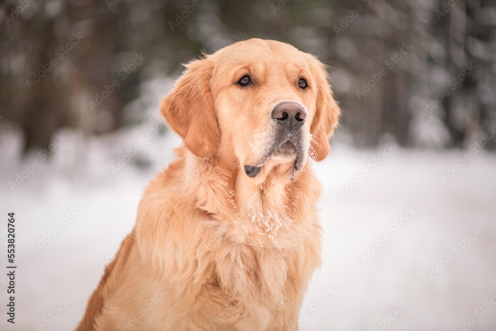 Beautiful purebred golden retriever on a cloudy winter day in the snow.