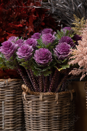 Basket full of fresh cut decorative brassica oleracea or flowering kales in winter garden shop.