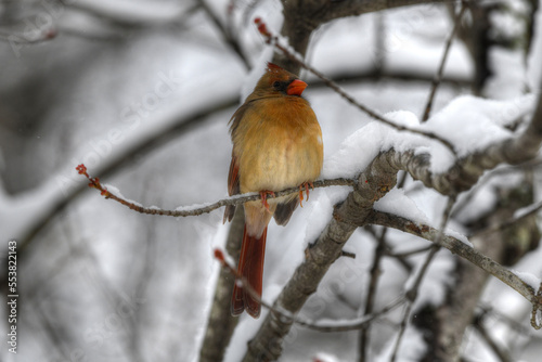 Female cardinal perched on tree limb